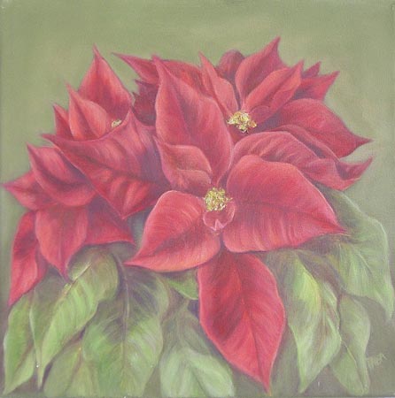 pointsettia