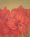 Amaryllis